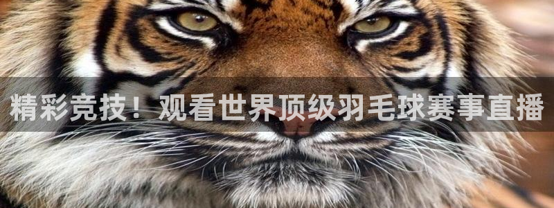雨燕360体育免费直播nba在线观看：精彩竞技！观看世界顶级羽毛球赛事直播