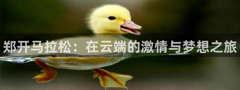 360体育直播首页：郑开马拉松：在云端的激情与梦想之旅